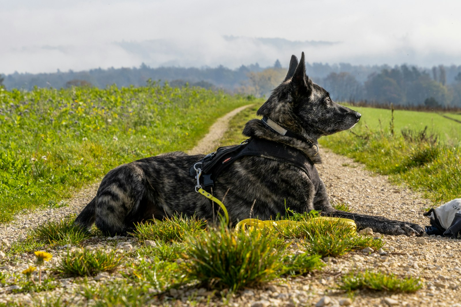 Dog Training in Santa Cruz: What Kind of Help Does Your Dog Actually Need?
